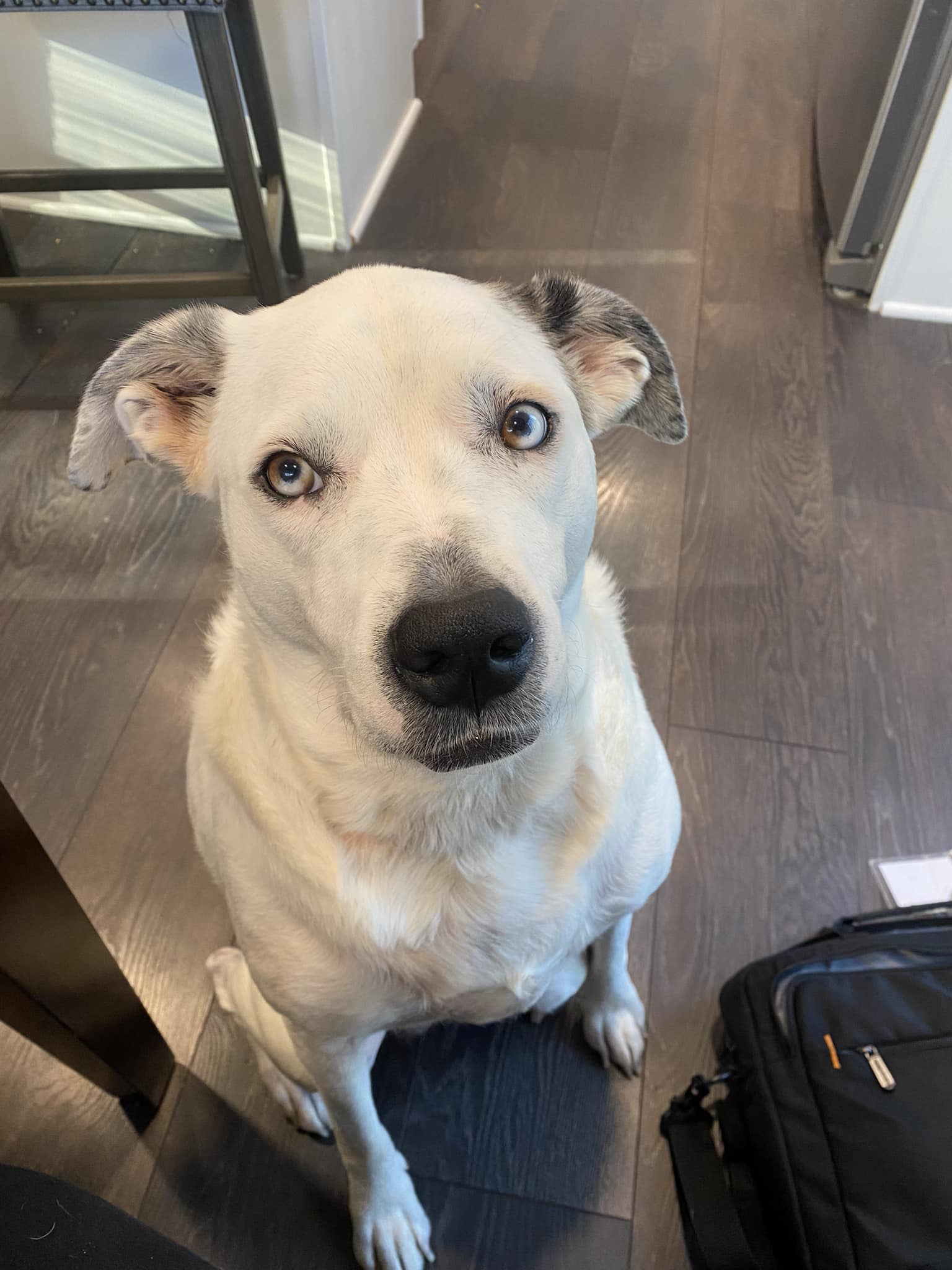 A picture of my dog, Freya.